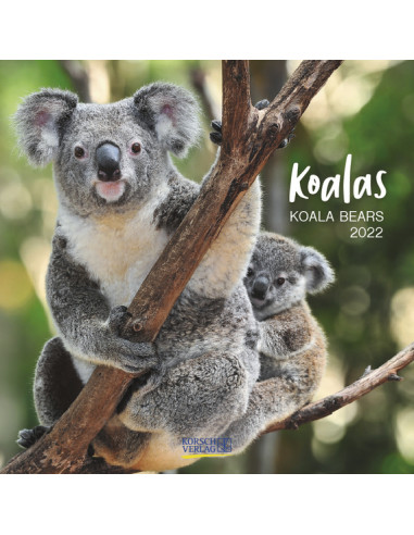 Koala Bären 2022